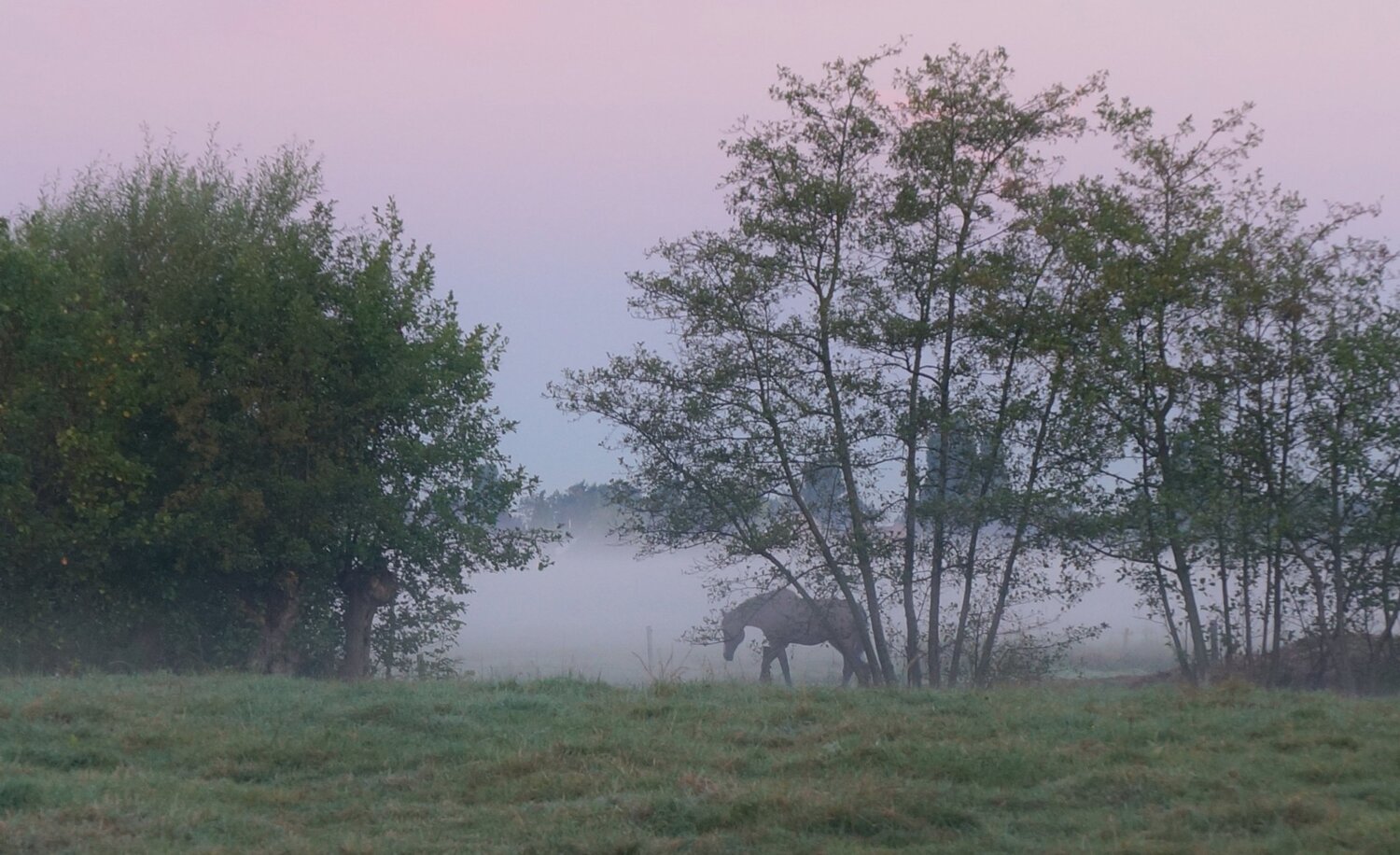 Fog