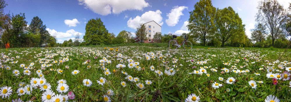 Маргаритки,весна