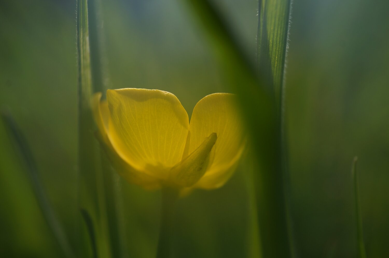 buttercup