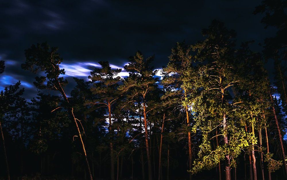 Сосновый бор в ночи