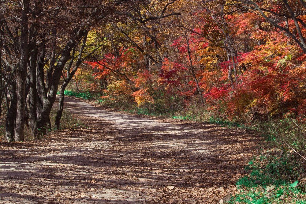 На лесной дороге