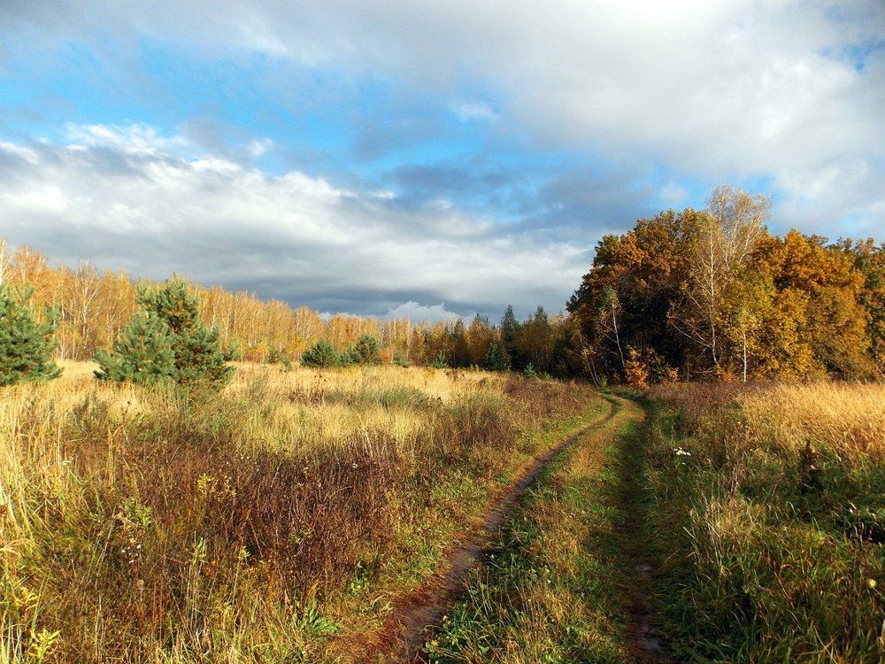 Дорога в осенний лес
