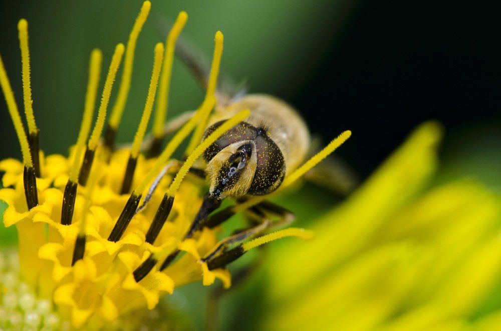 пчела на цветке