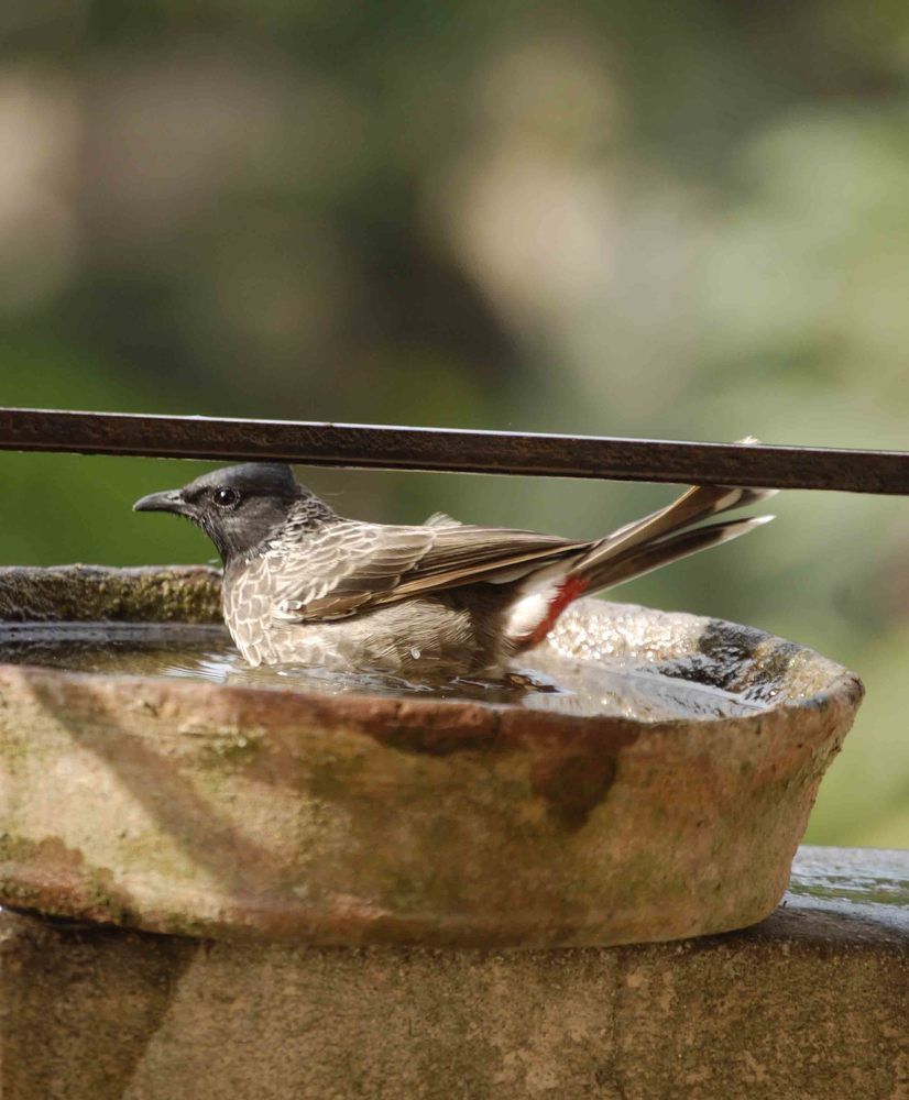 Bulbul