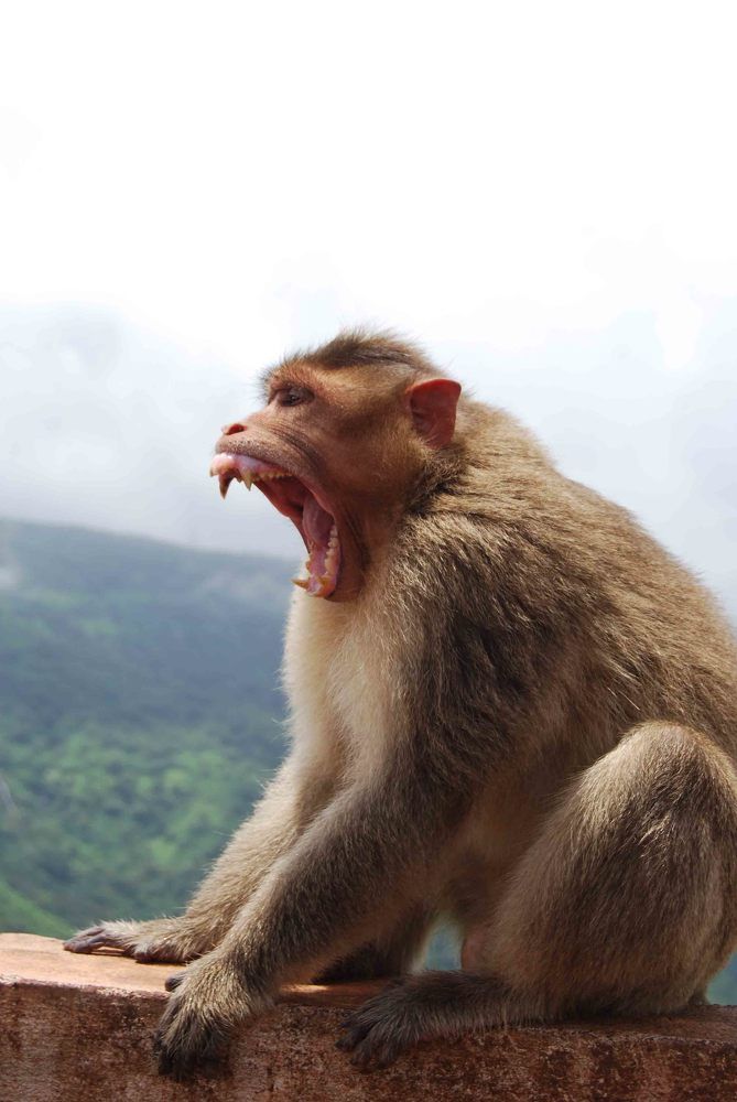 wild monkey