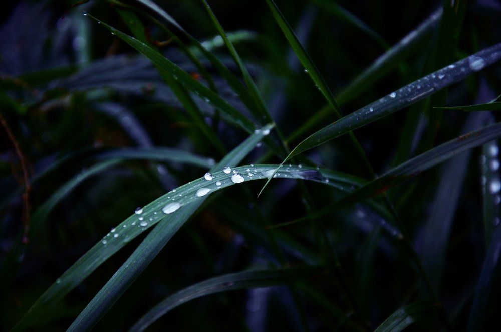 Капли  утренней росы