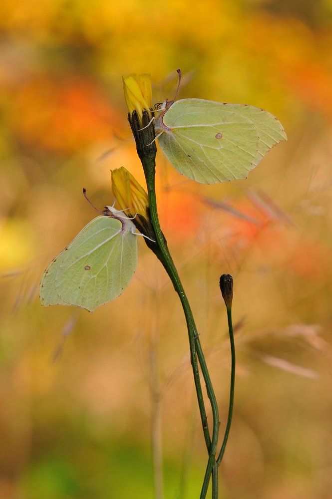 Бабье лето.