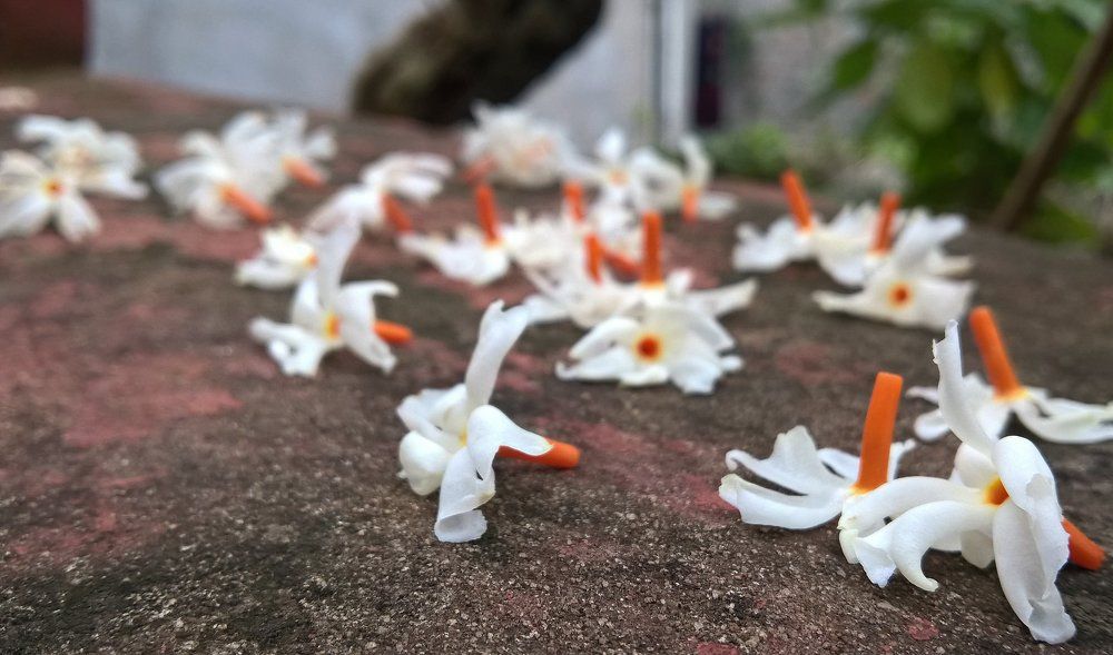 The Fallen Flowers