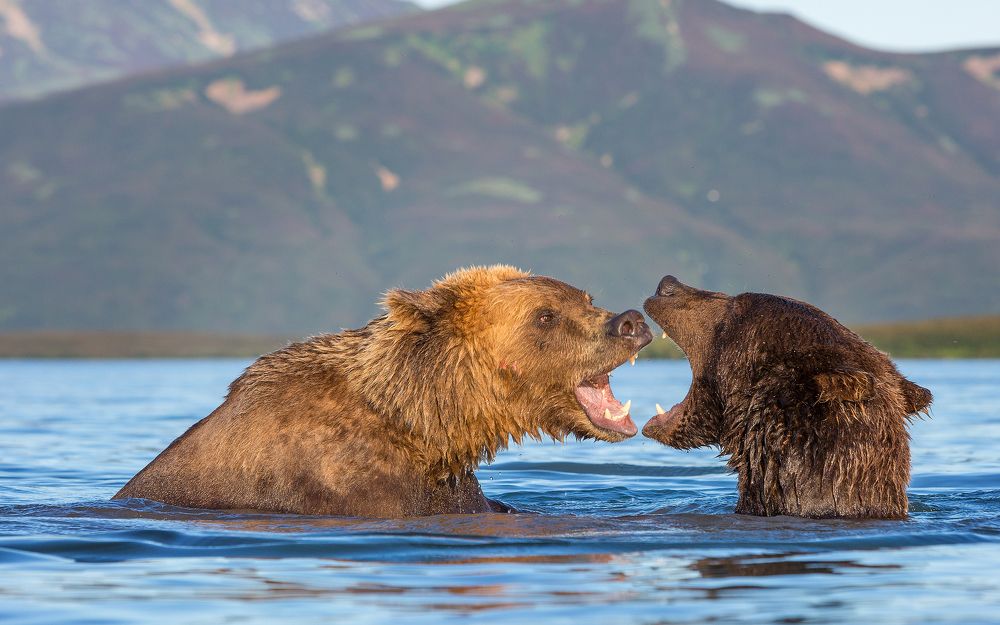 Дикая любовь