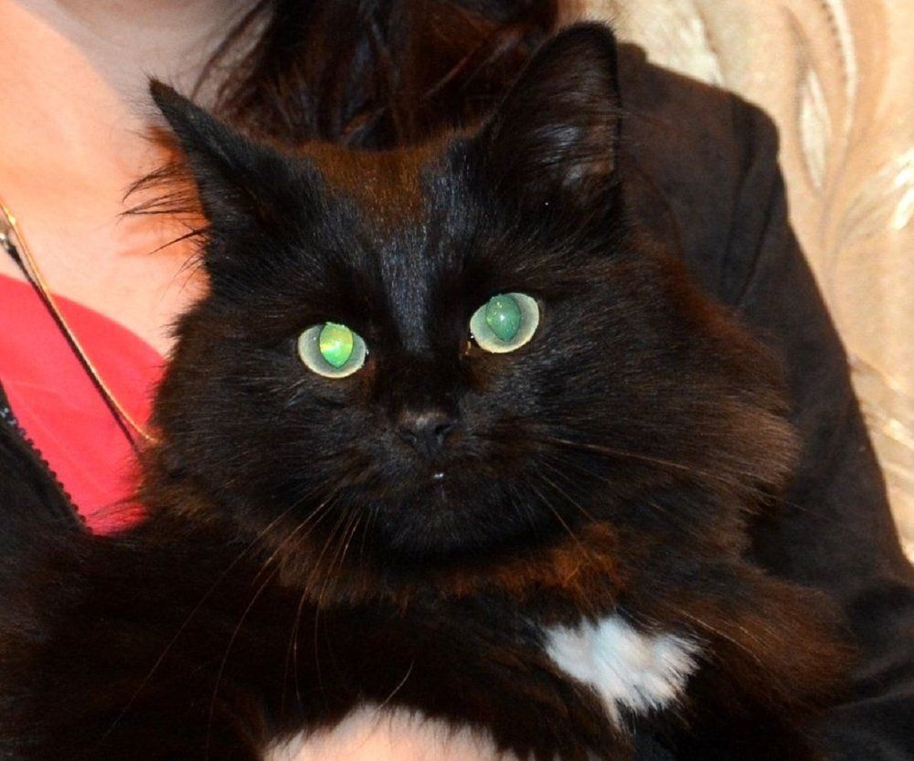 Наш домовой