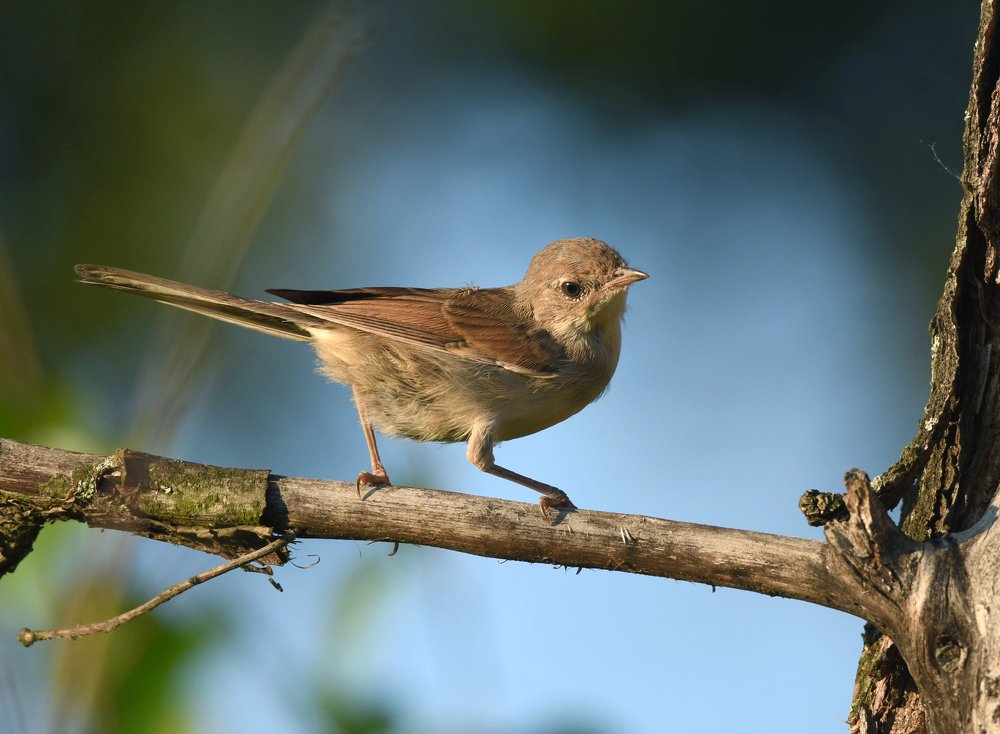 Славка кокетка на дубовой ветке