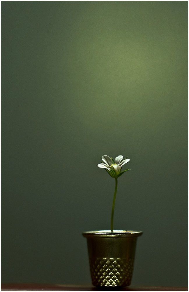 Маленький цветочек