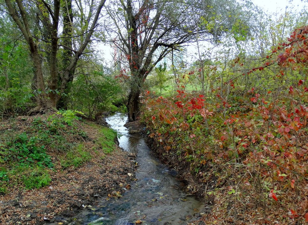 Из осени картинки,,,