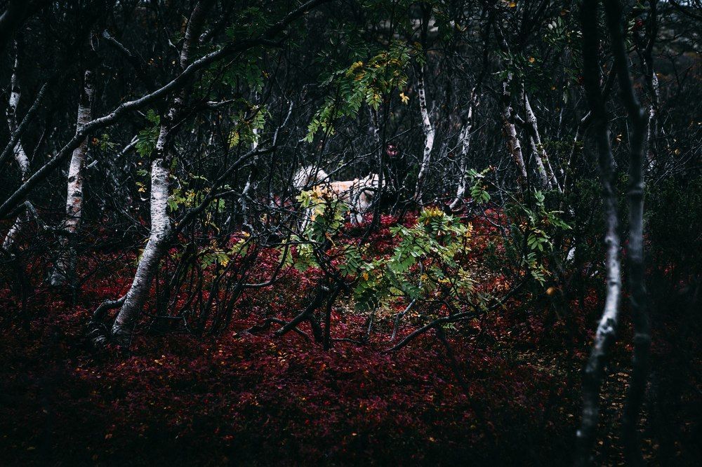 Секреты Севера