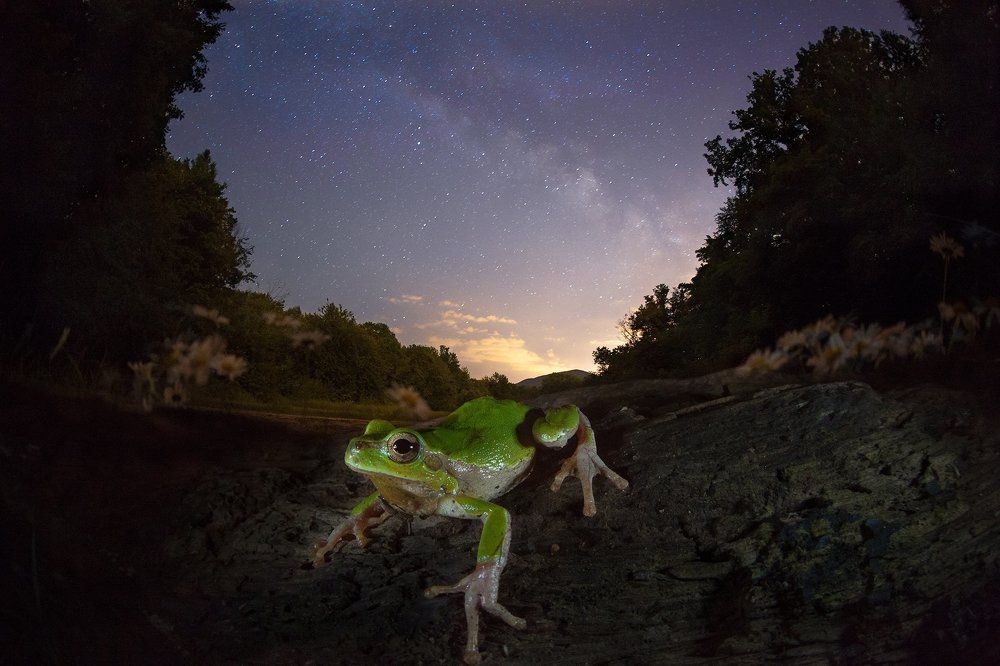 Лесная нимфа