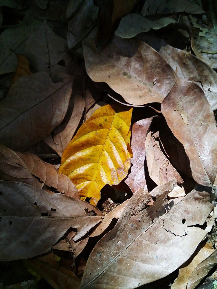 autumn