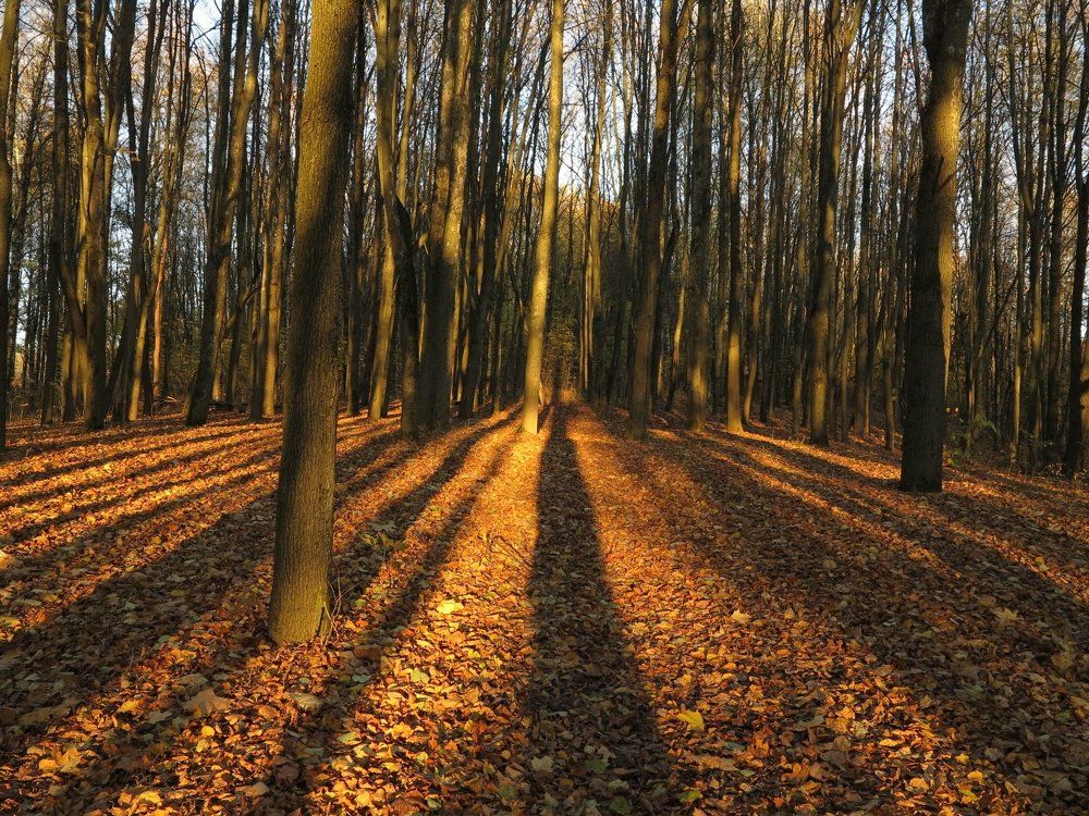 Долгие тени заката