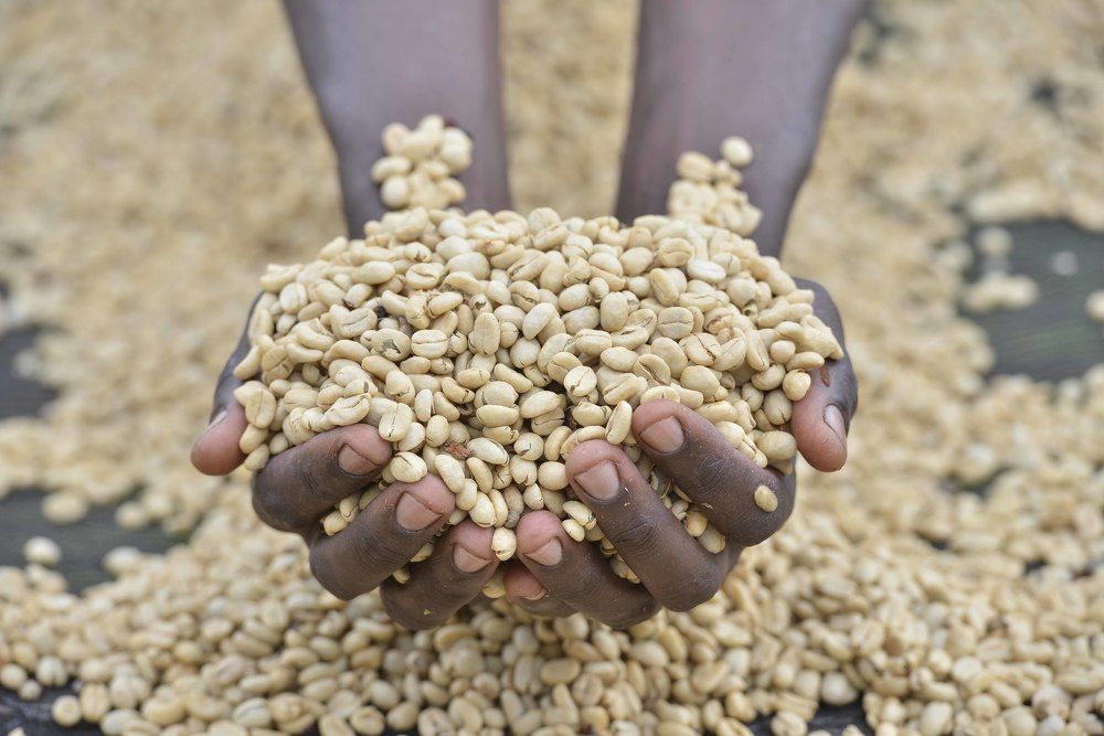 Arabica Coffee Beans