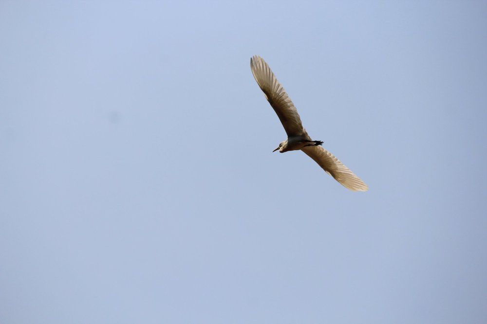 Canon Click