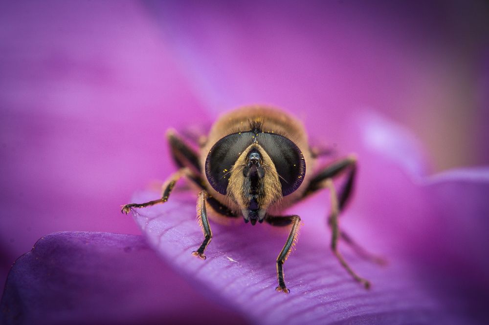 Photograph by Елена