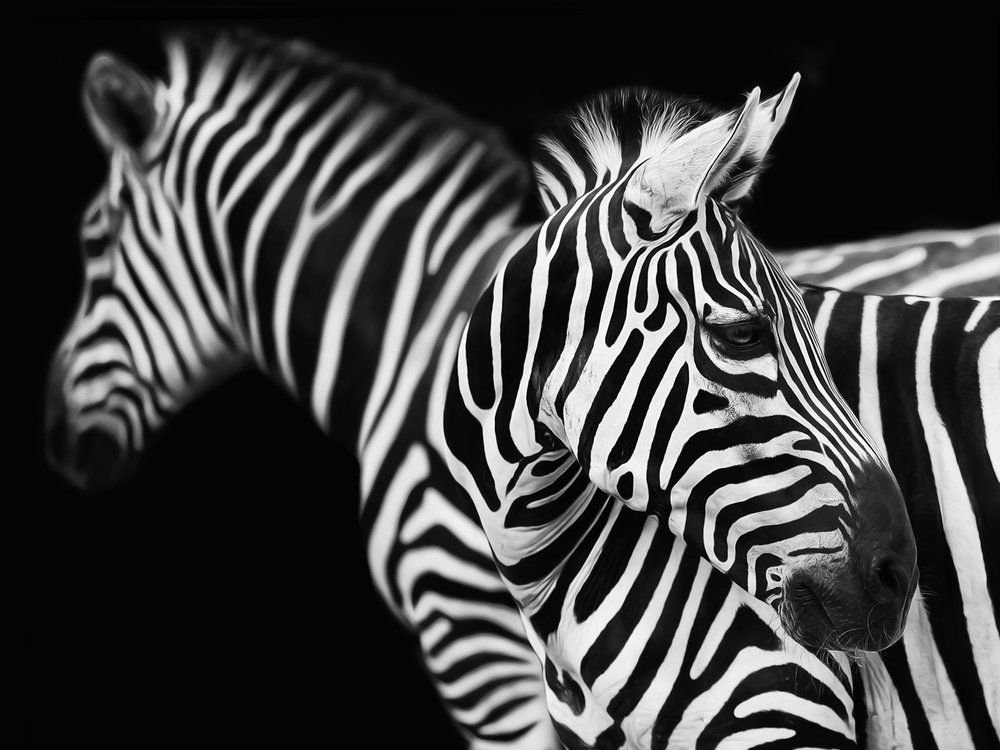 Полосатая жизнь