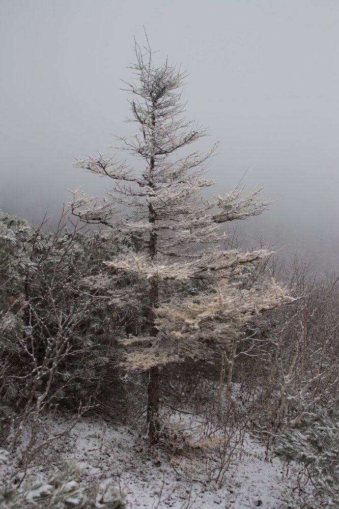 в лесу туман