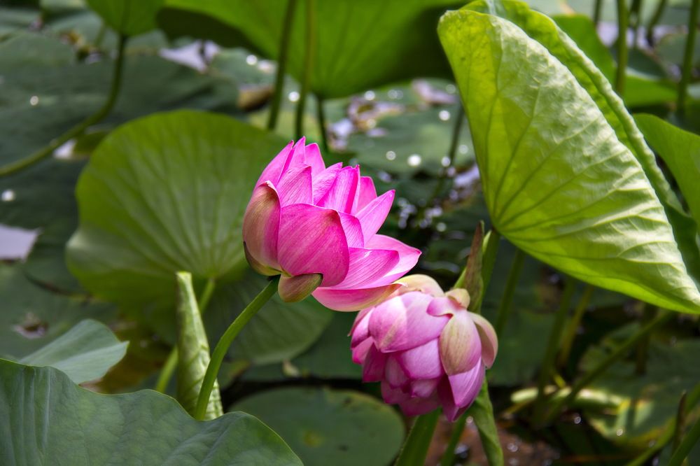 Красота лета....