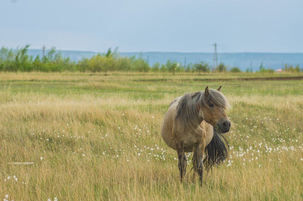 вольный ветер