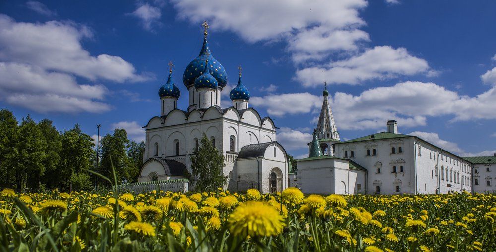 одуванчики