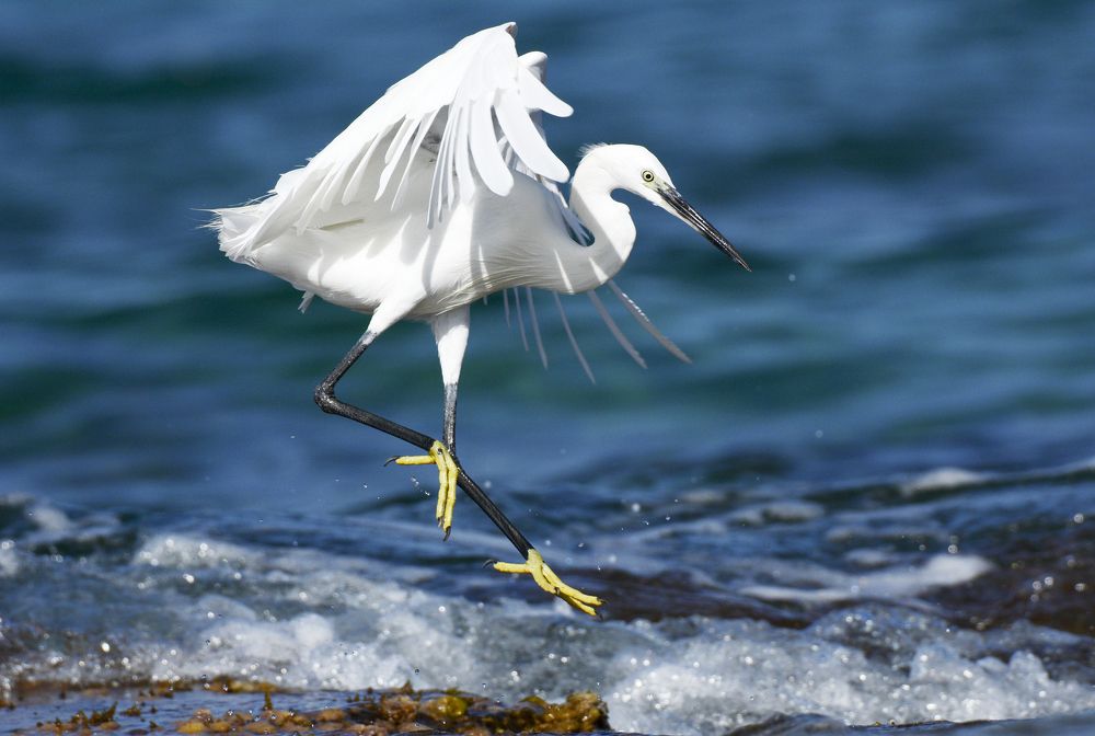 Танцы на воде