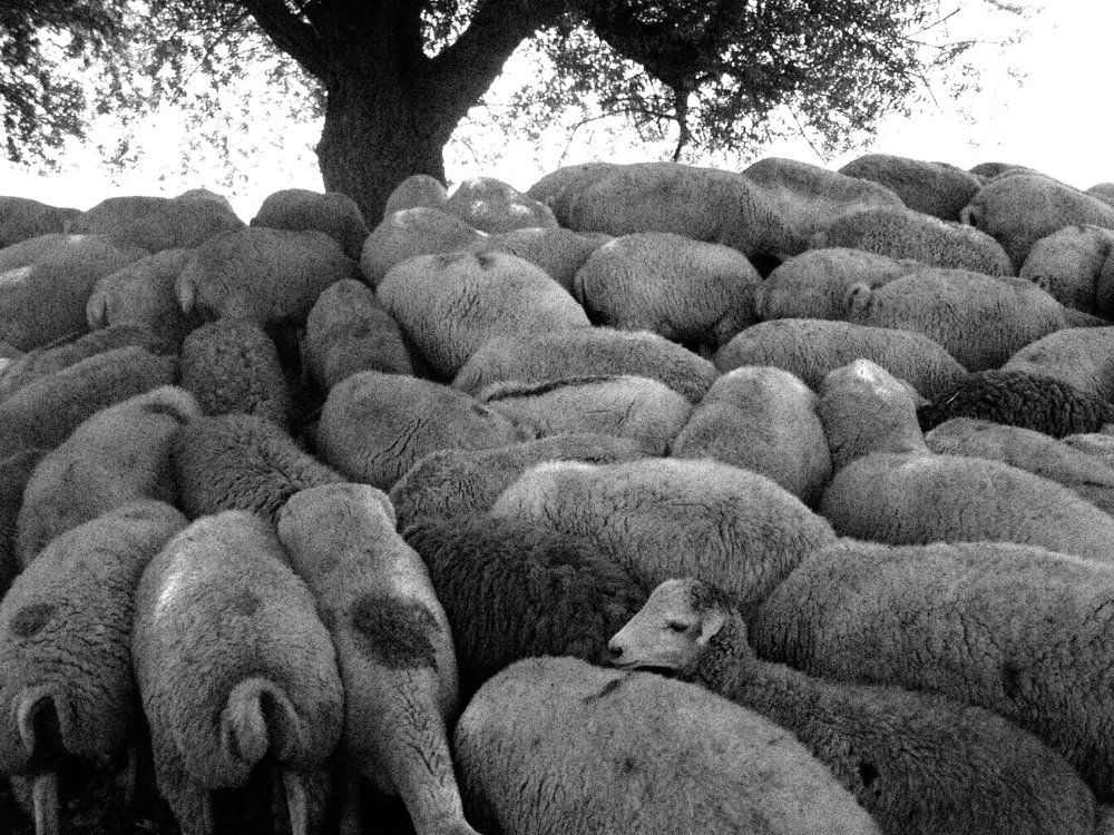 Sheep's  ,