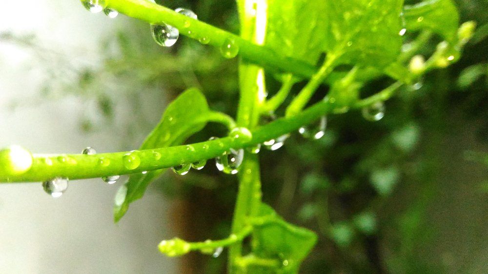Water droplets