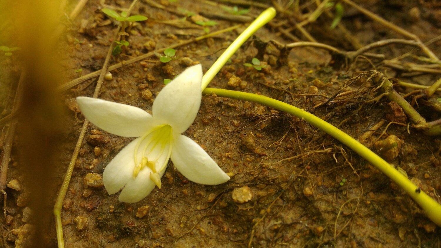 Flower