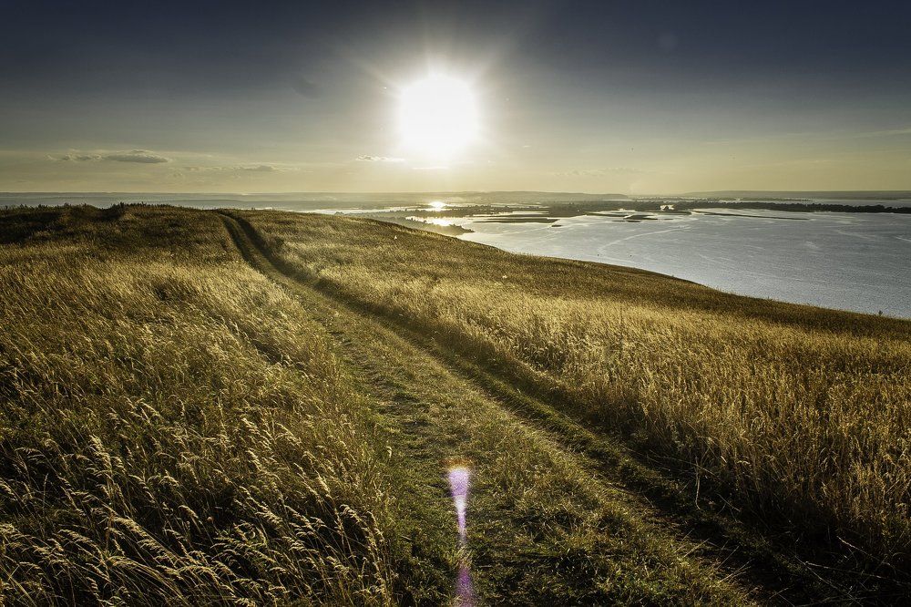 Золотая рожь