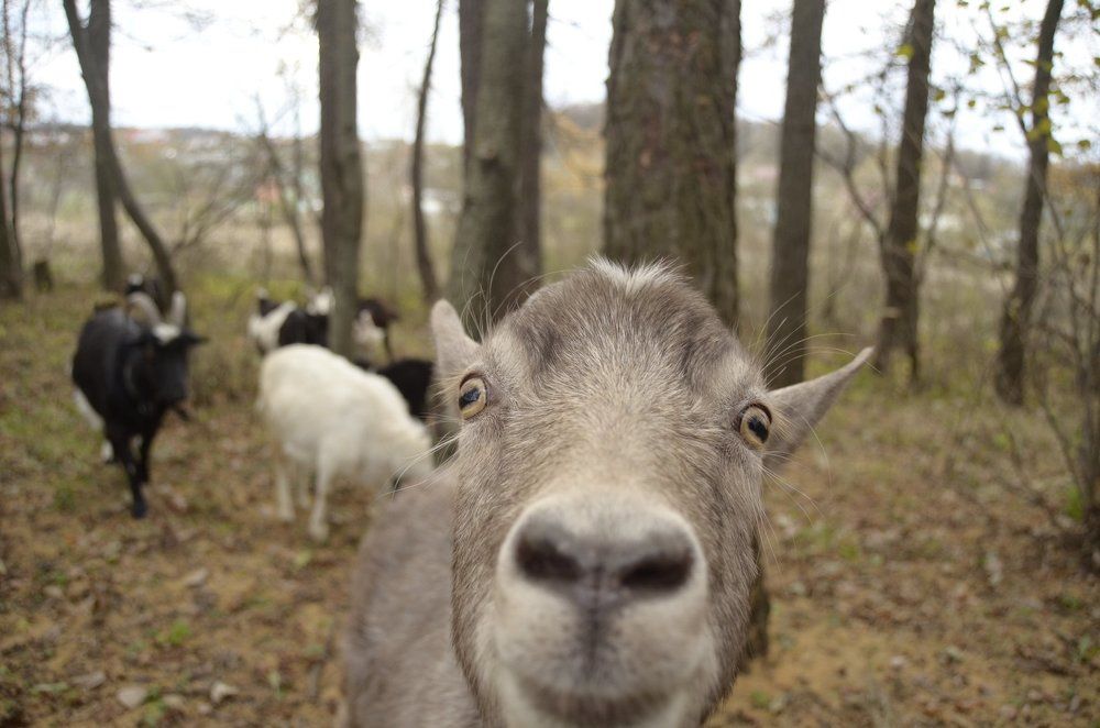 Радость козы