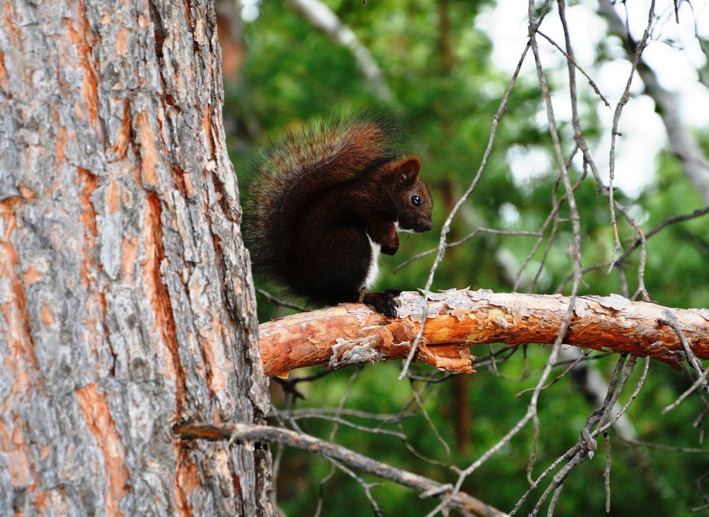 Белкино детство