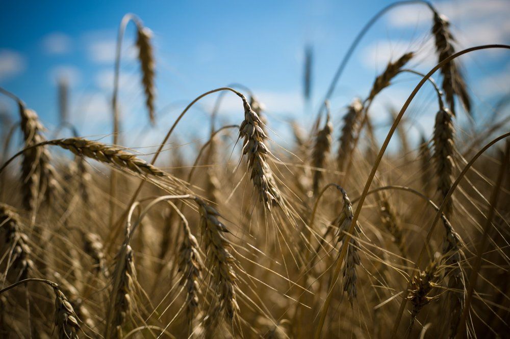 Время урожая