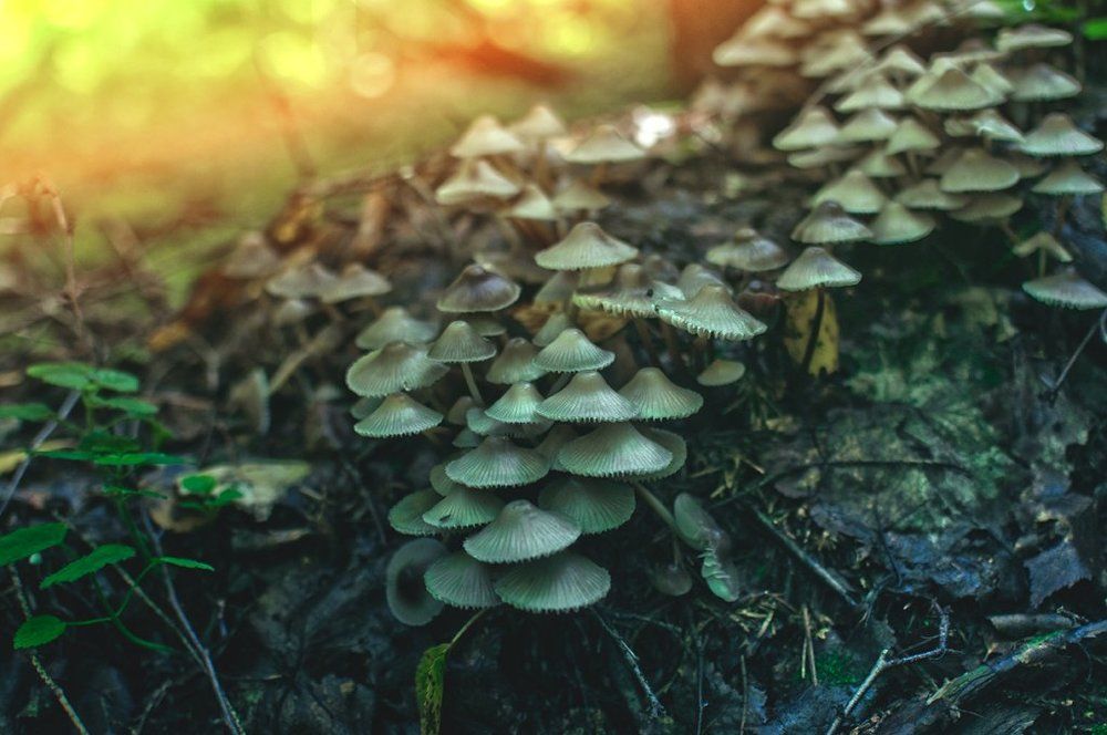 грибное царство