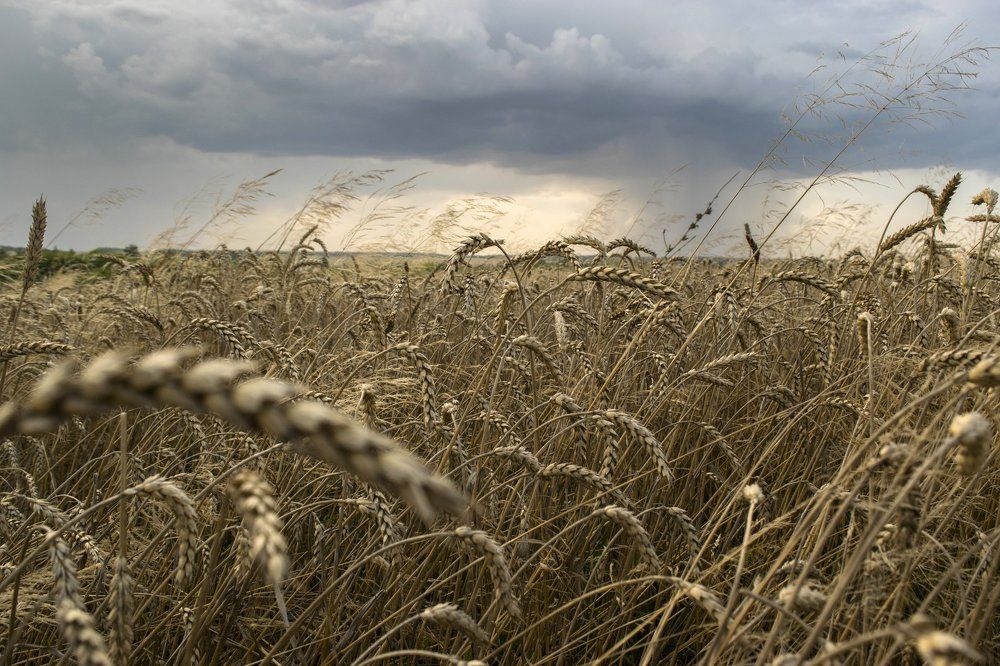 Перед дождём..