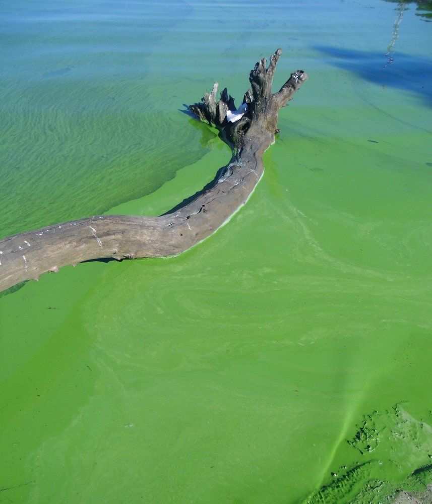 Юрское спокойствие.