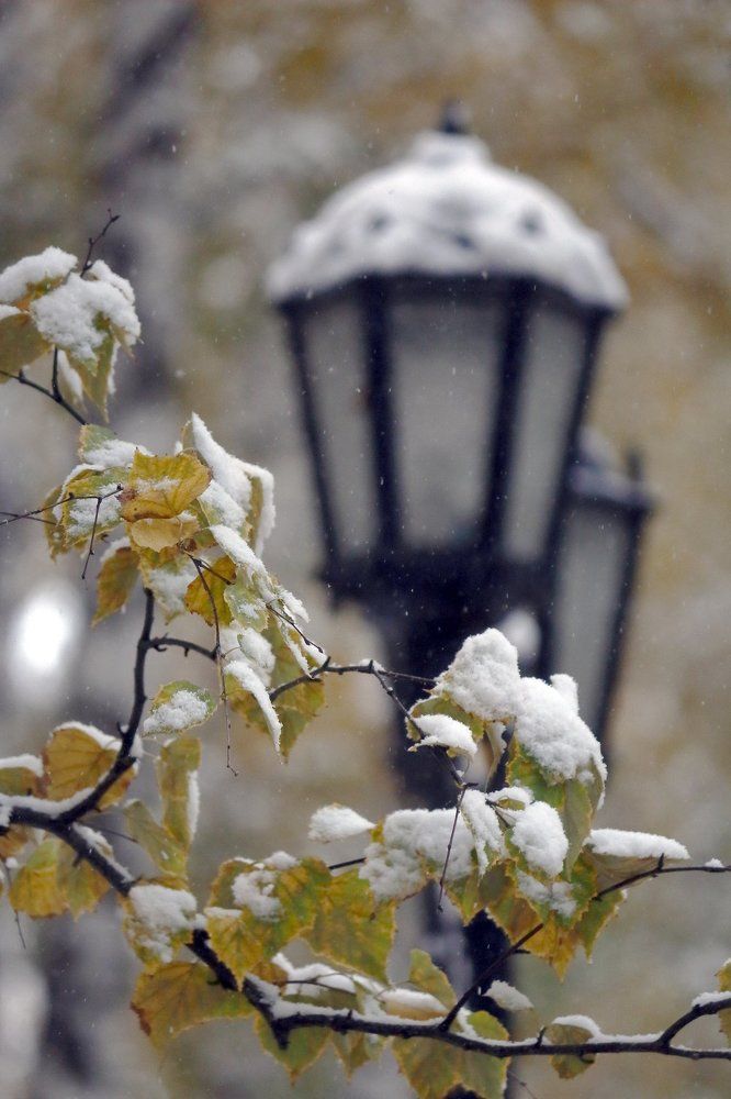 Первый снег