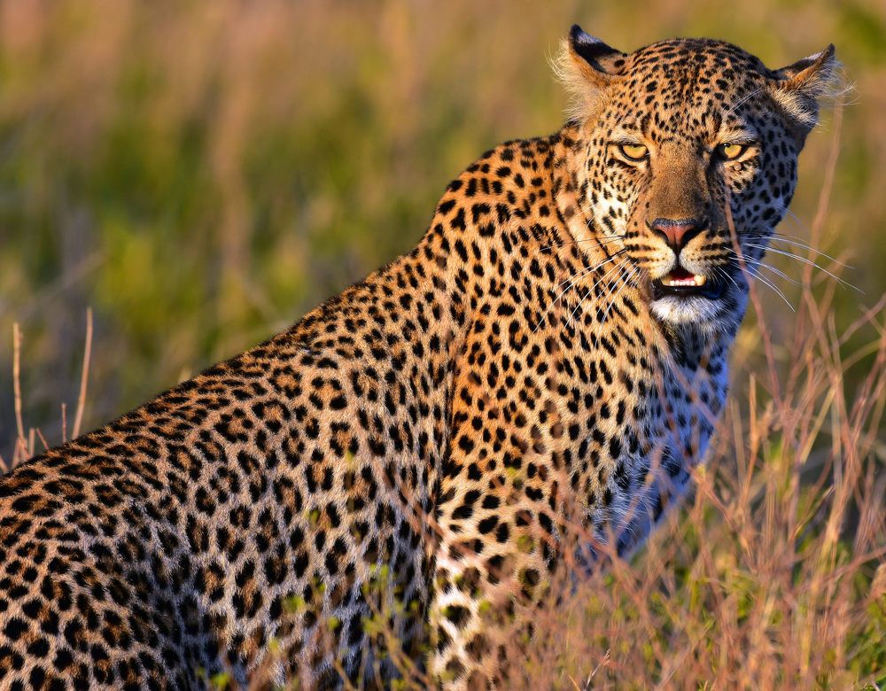 Leopard in Golden Light