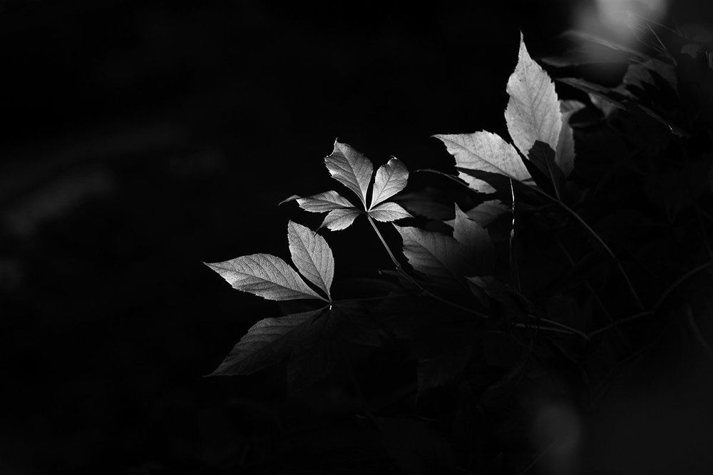 Photograph by Анна Кудрявцева