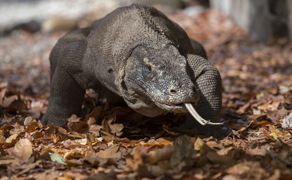 Komodo Dragon