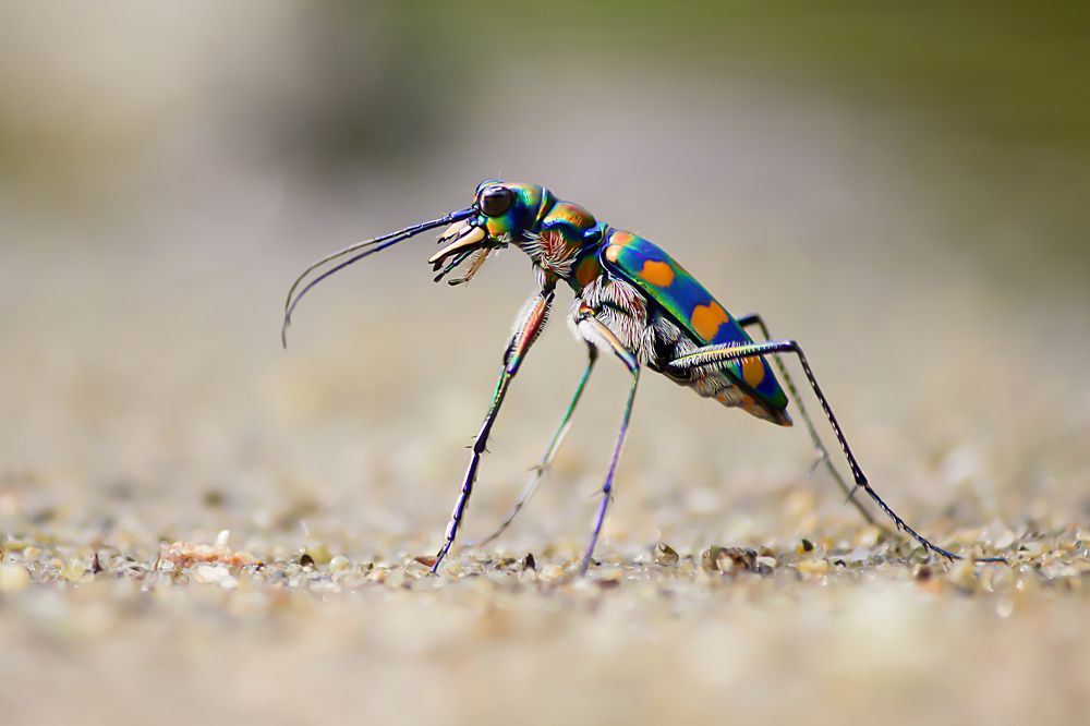TIGER BEETLE