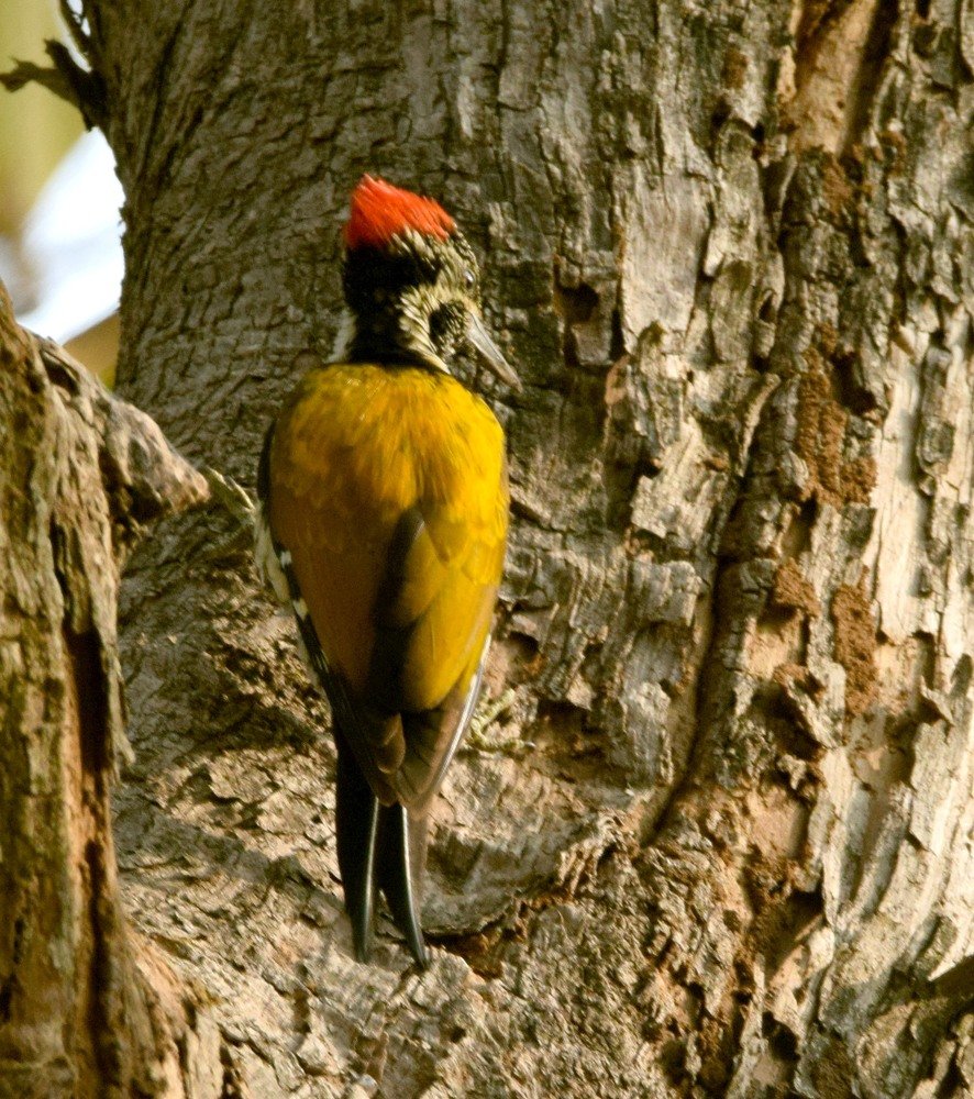 Black-rumped Flame-back Woodpeaker