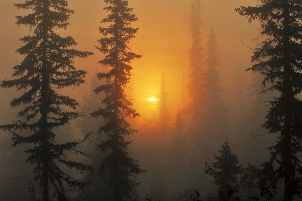 В утреннем мареве