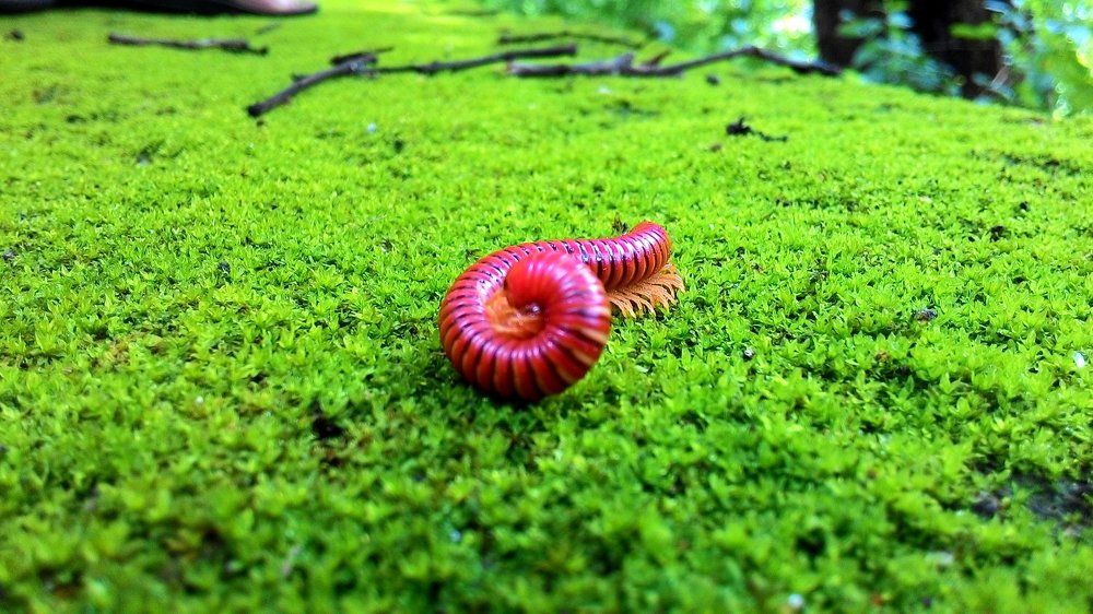 Living things Are Lovable