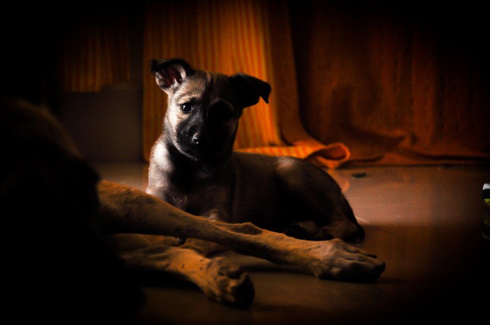 Dogs are like Child