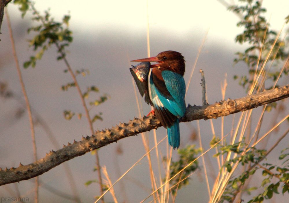 King of birds... kingfisher